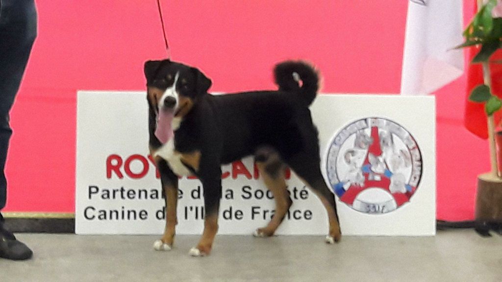 CH. Loki du Drakkar d'Odin - Paris Dog Show 1er Excellent CACS, CACIB et Meilleur de Race BOB