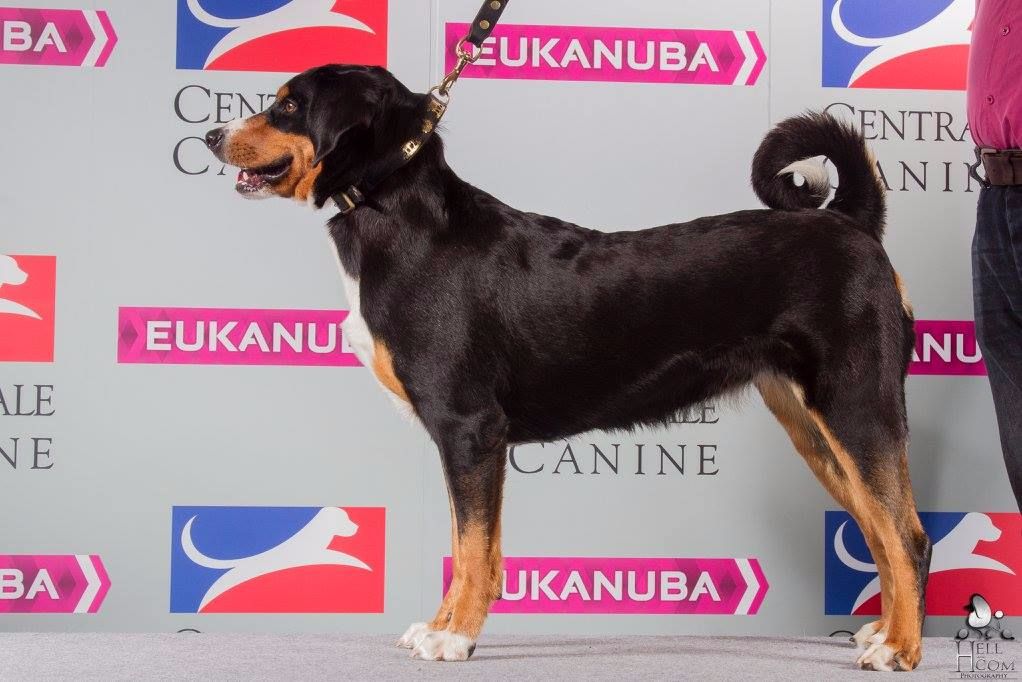 CH. Lothlorien du Drakkar d'Odin - Championnat de France 2017 Nantes 1ère Excellente R-CACIB