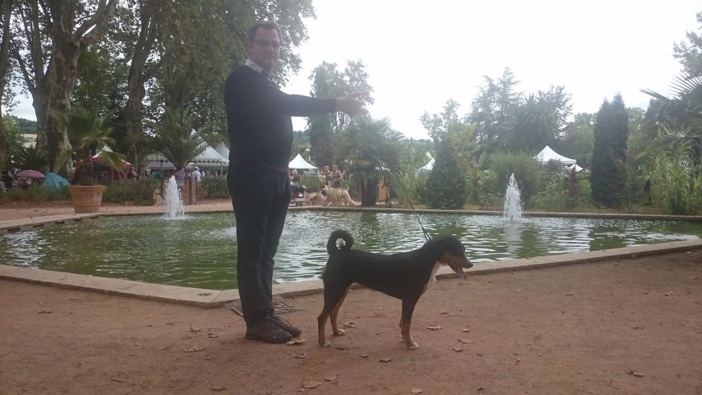 CH. Lothlorien du Drakkar d'Odin - Exposition Internationale de Brive-la-Gaillarde Classe Champion CACIB. BOB