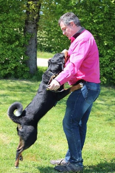CH. Loki du Drakkar d'Odin - 2ème Très Bon