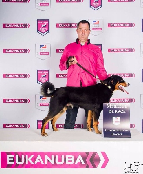 CH. Loki du Drakkar d'Odin - 1er Excellent - CAC - CACIB - BOB