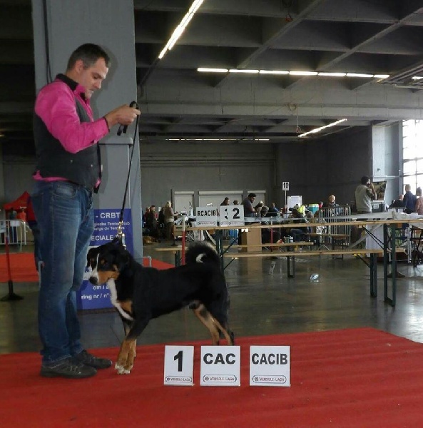 CH. Loki du Drakkar d'Odin - 1er Excellent - CAC - CACIB - BOB