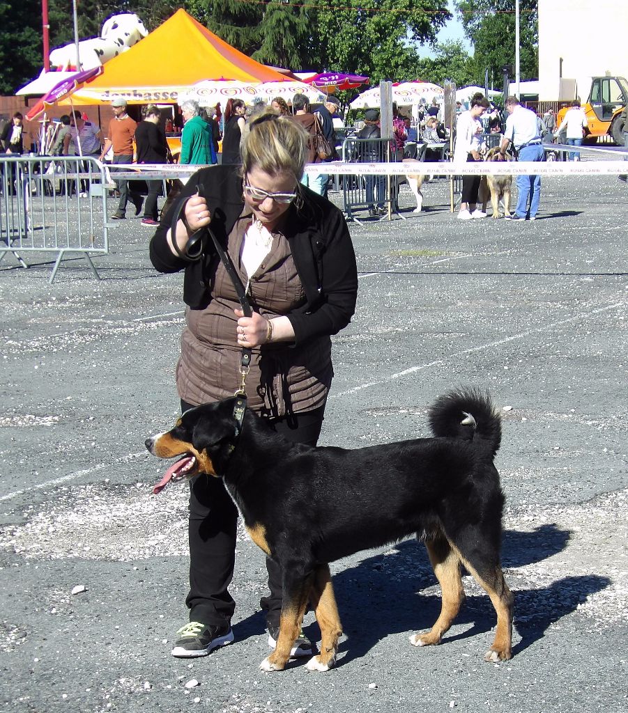 CH. Loki du Drakkar d'Odin - Expo de Villeneuve sur Lot 2ème Excellent RCACS