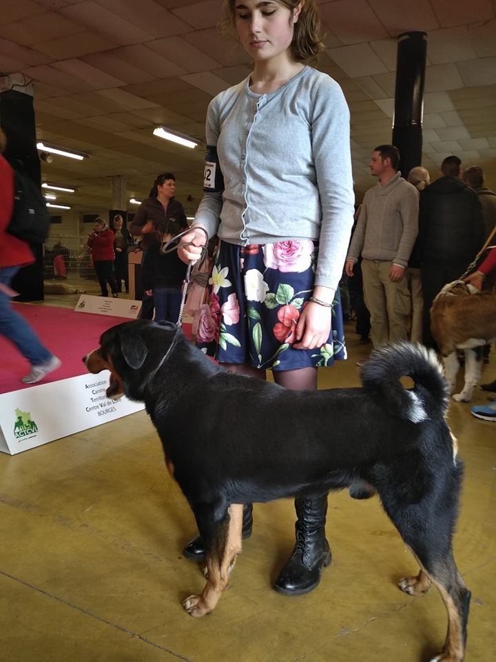 CH. Loki du Drakkar d'Odin - Expo de Bourges 2ème Exc R-Cacs