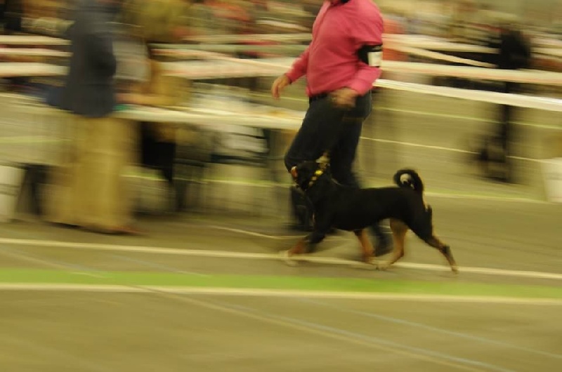 CH. Lothlorien du Drakkar d'Odin - 1er Excellent - Meilleure jeune femelle