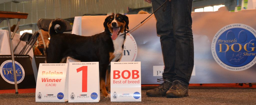 CH. Lothlorien du Drakkar d'Odin - Brussels Dog Show 2017 1ère Excellente CAC x2 CACIB et Meilleur de race BOB