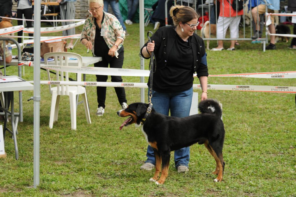 CH. Loki du Drakkar d'Odin - 1er Excellent CACS Meilleur de race BOB en spéciale de race