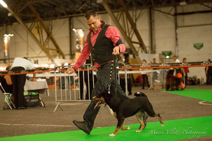 CH. Lothlorien du Drakkar d'Odin - 1er Excellent - CAC - CACIB - BOB