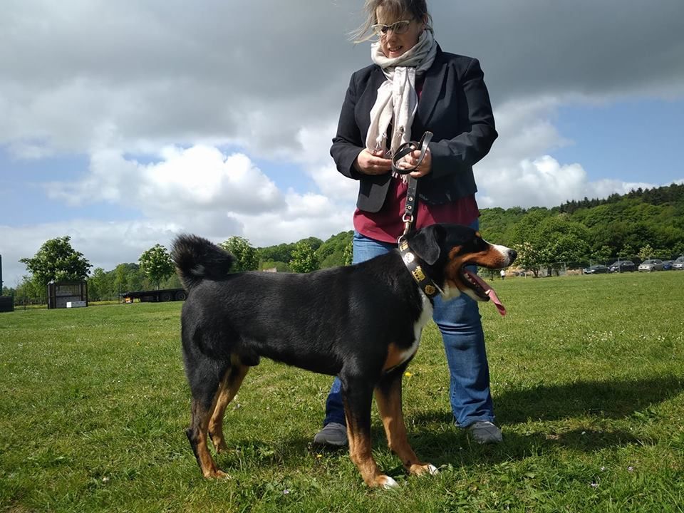 CH. Loki du Drakkar d'Odin - 1er Excellent CACS Meilleur de race BOB en spéciale de race