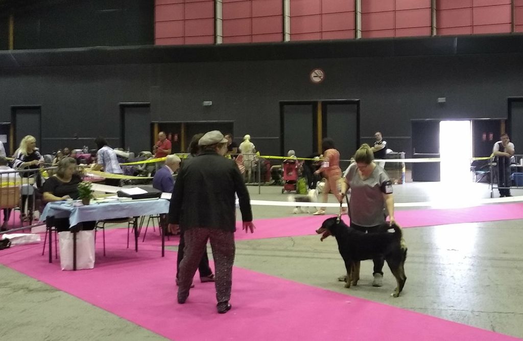 CH. Loki du Drakkar d'Odin - 1er Excellent CACS Meilleur de race BOB