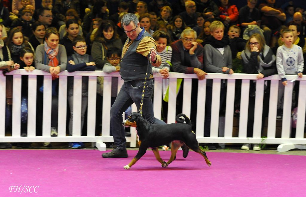 CH. Lothlorien du Drakkar d'Odin - 1ère Excellente en classe championne CACIB et Meilleur Femelle BOS
