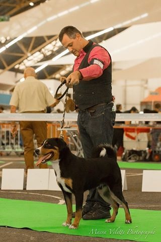 CH. Loki du Drakkar d'Odin - 1er Excellent - CAC - CACIB - BOS