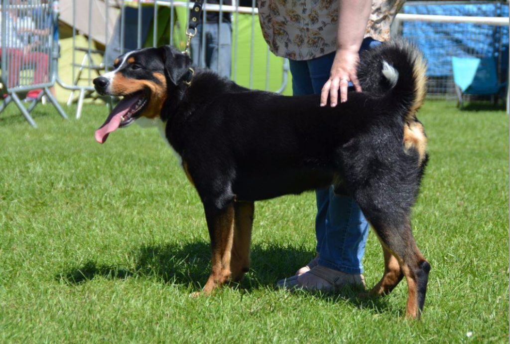 CH. Loki du Drakkar d'Odin - Expo d'Evreux 1er Excellent CACS et BOS Meilleur de sexe opposé