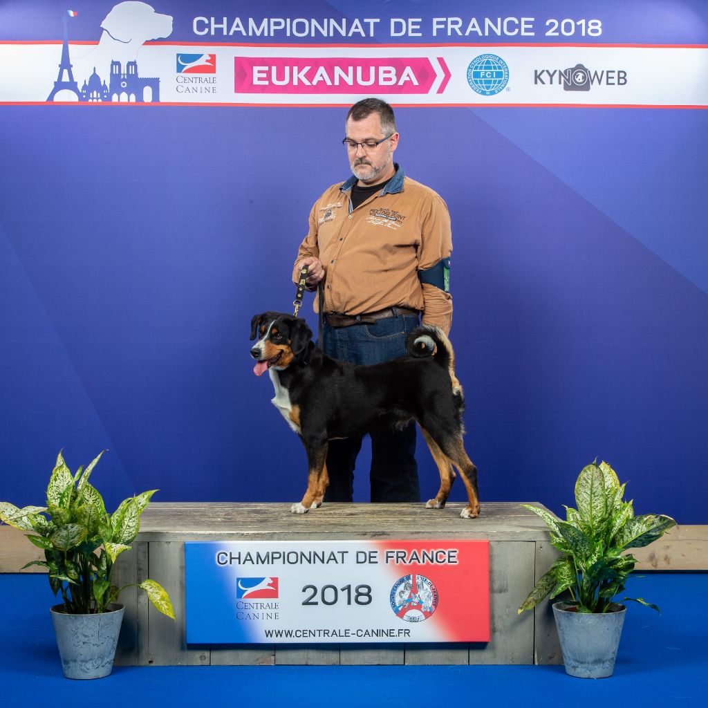 CH. Lothlorien du Drakkar d'Odin - 1ère Excellent CACIB en classe Championne Meilleure Femelle BOS