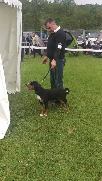 CH. Lothlorien du Drakkar d'Odin - 1er Excellent - CACS - BOS