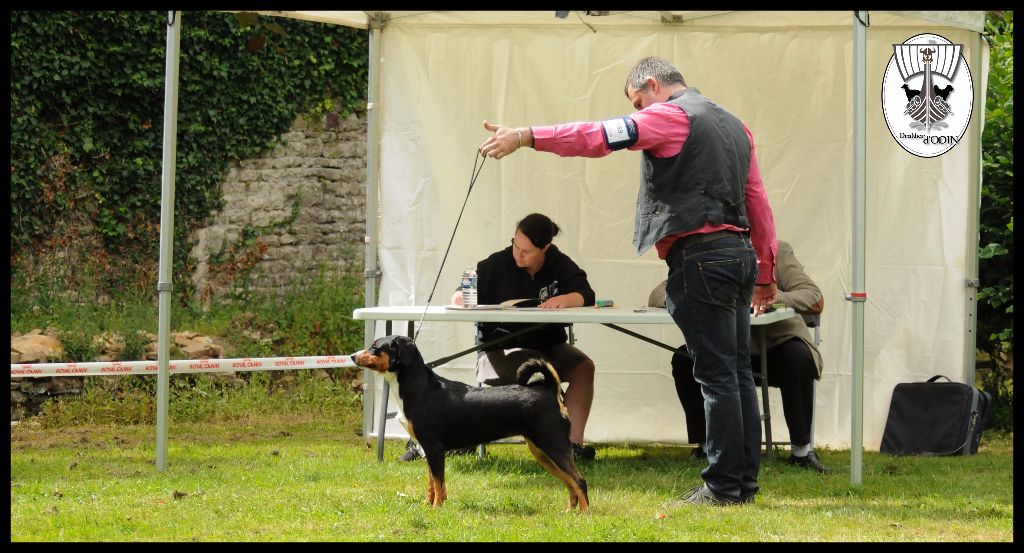 CH. Lothlorien du Drakkar d'Odin - Expo de Maltôt 1ère Excellente CACS et BOB meilleur de Race
