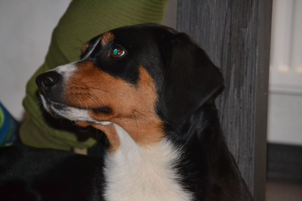 CH. Lothlorien du Drakkar d'Odin - 1ère Très Bon