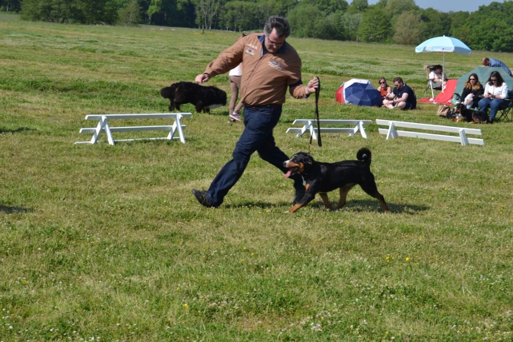 CH. Lothlorien du Drakkar d'Odin - 1ère Excellent en classe Championne Meilleure Femelle BOS