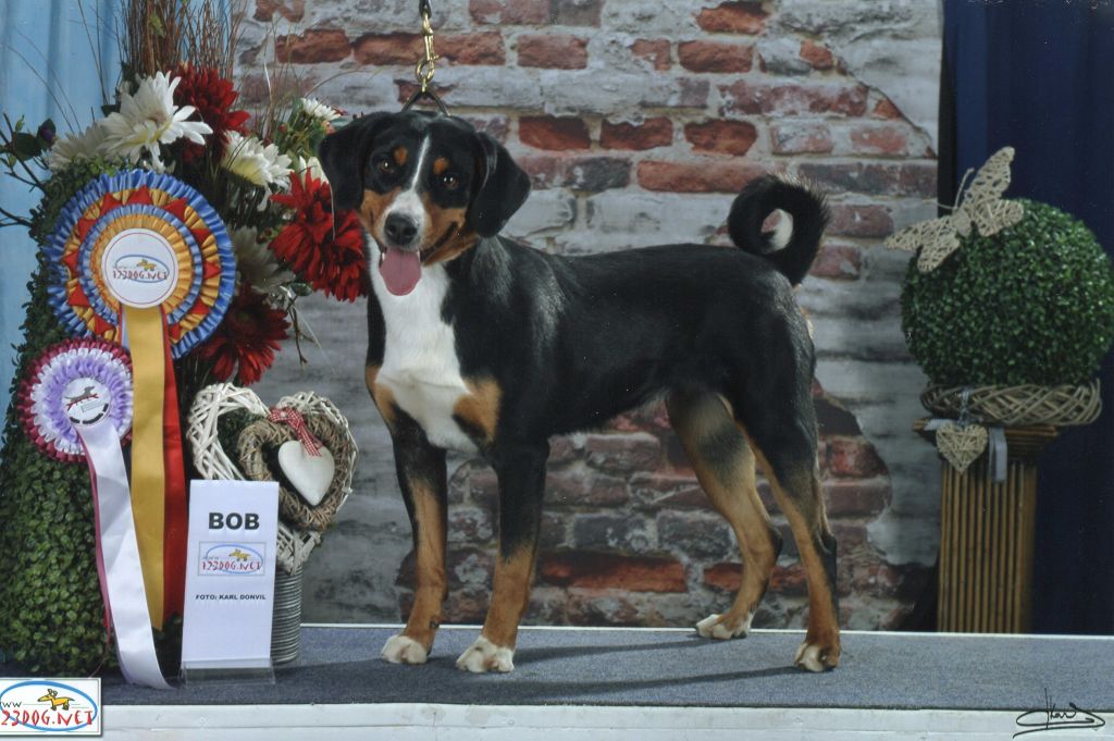 CH. Lothlorien du Drakkar d'Odin - 94th International Dog Show Luxembourgeoise 1ère Excellente CACL, CACIB & BOB