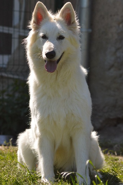 Publication : de Dame Midnight Auteur : Des gardiens de Sauron