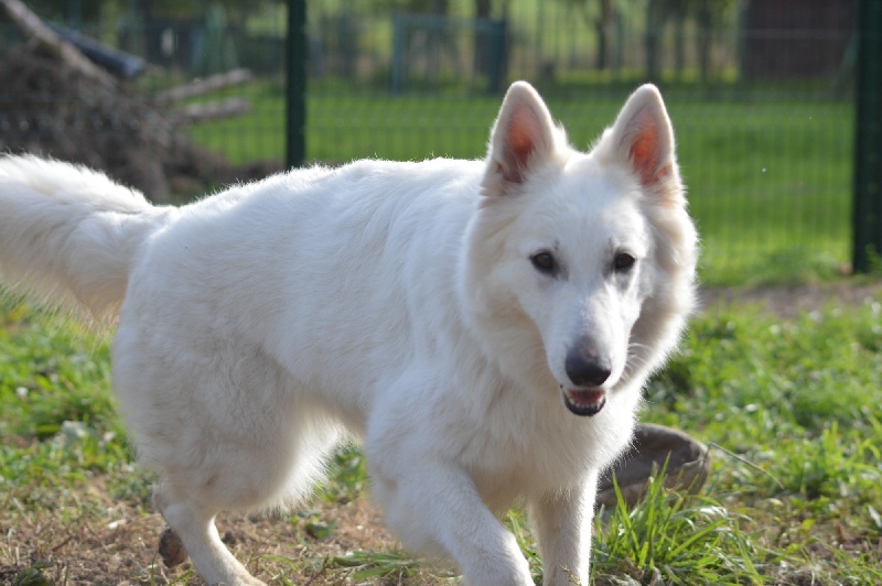 Publication : de Dame Midnight Auteur : Des gardiens de Sauron