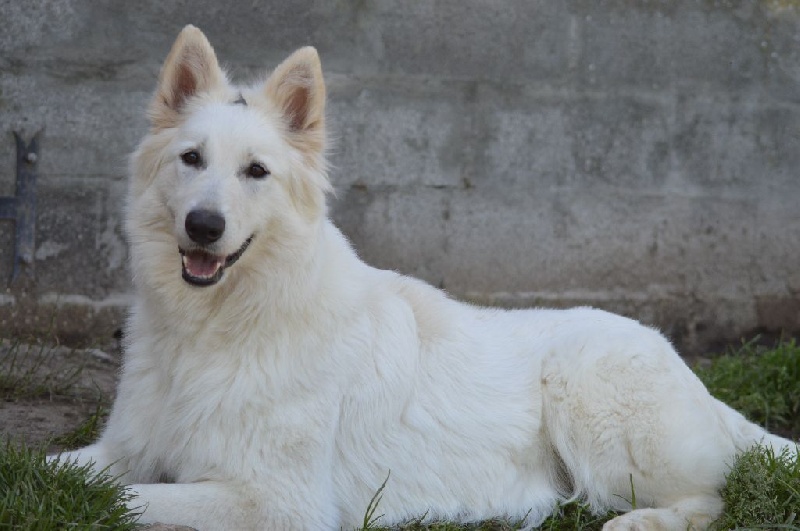 Publication : de Dame Midnight Auteur : Des gardiens de Sauron