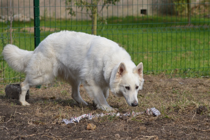 Publication : de Dame Midnight Auteur : Des gardiens de Sauron