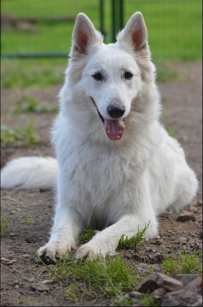 Publication : de Dame Midnight Auteur : Des gardiens de Sauron