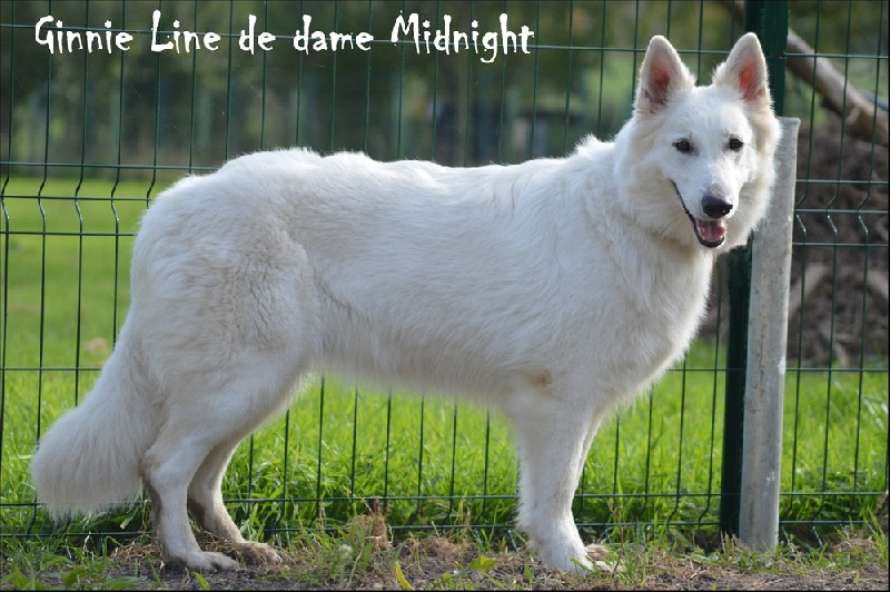 Publication : de Dame Midnight Auteur : Des gardiens de Sauron