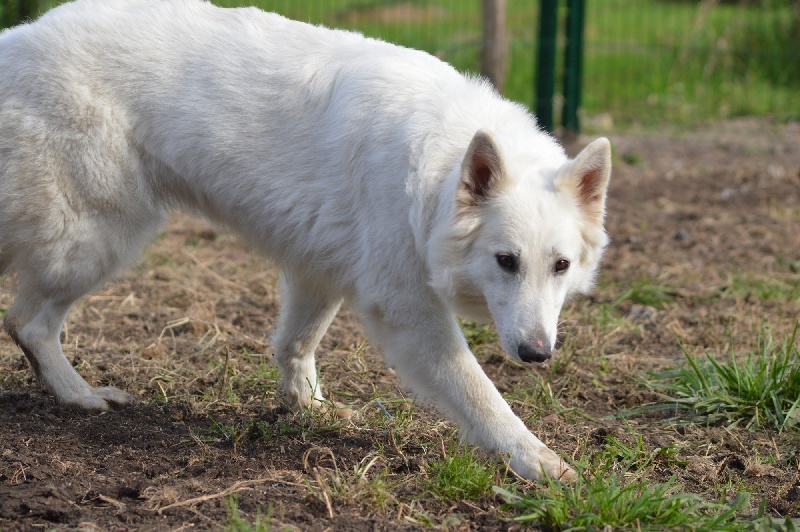 Publication : de Dame Midnight Auteur : Des gardiens de Sauron