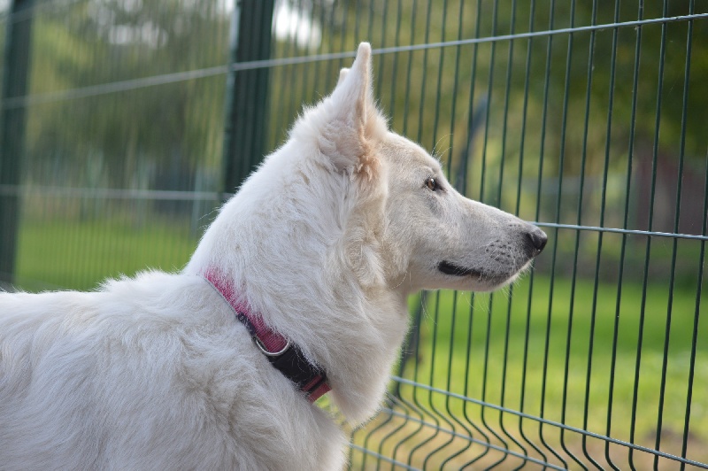 Publication : de Dame Midnight Auteur : Des gardiens de Sauron