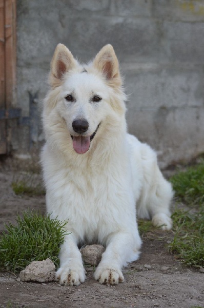 Publication : de Dame Midnight Auteur : Des gardiens de Sauron