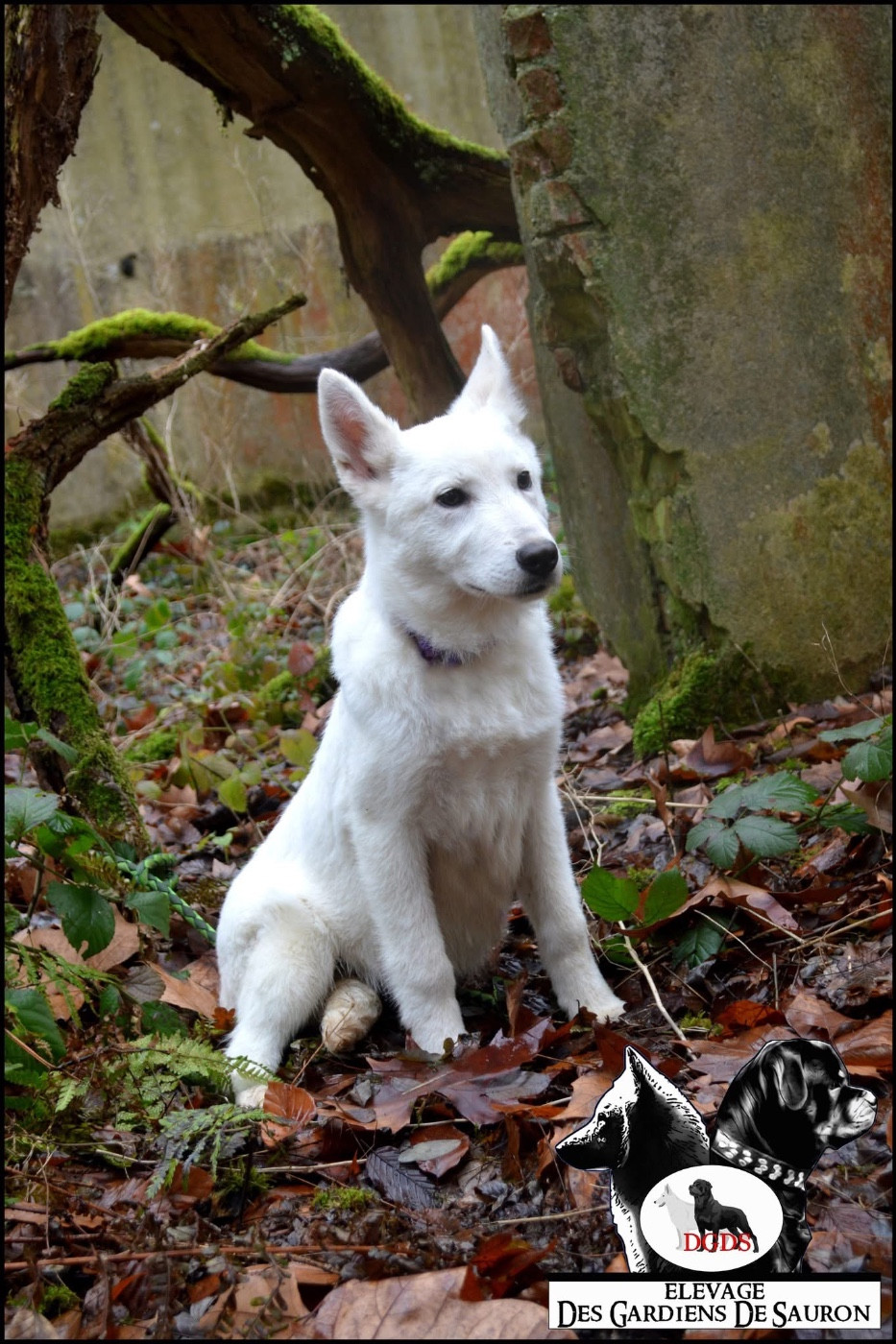 Ayla - Femelle collier mauve