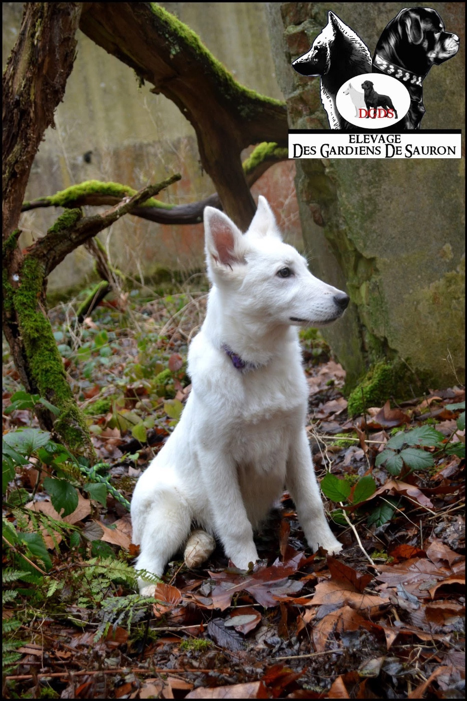 Ayla - Femelle collier mauve