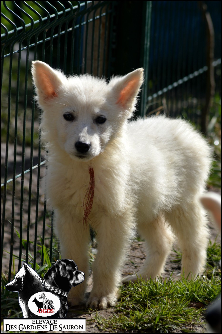 Arkan des gardiens de Sauron - Berger Blanc Suisse