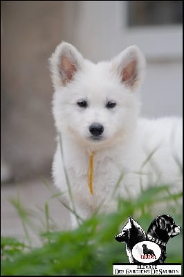 Les chiots de Berger Blanc Suisse