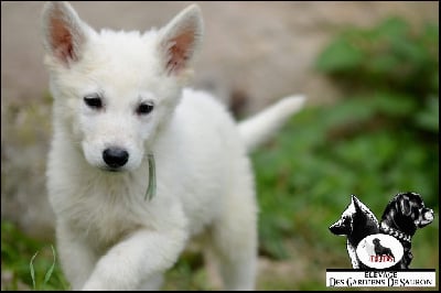 Les chiots de Berger Blanc Suisse