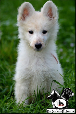 Les chiots de Berger Blanc Suisse