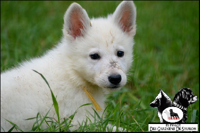 Les chiots de Berger Blanc Suisse