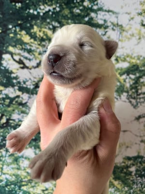 Les chiots de Berger Blanc Suisse