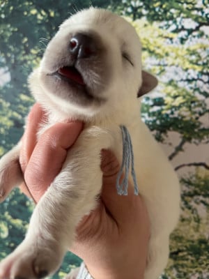 Les chiots de Berger Blanc Suisse
