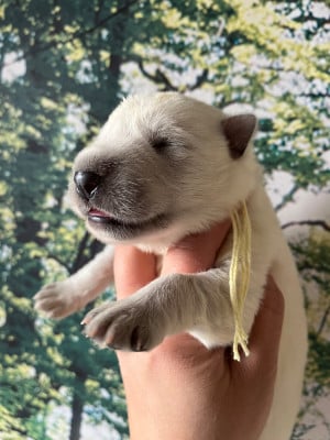Les chiots de Berger Blanc Suisse