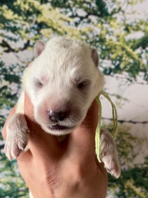 Les chiots de Berger Blanc Suisse