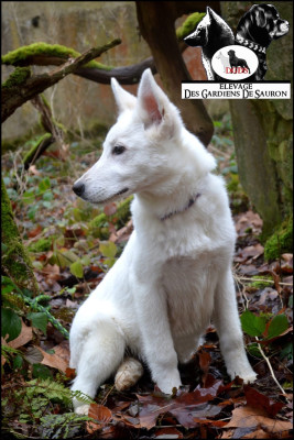 Les chiots de Berger Blanc Suisse