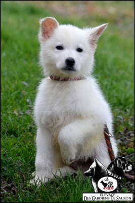 Les chiots de Berger Blanc Suisse