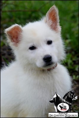 Les chiots de Berger Blanc Suisse