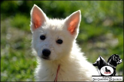 Les chiots de Berger Blanc Suisse