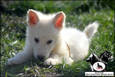 Les chiots de Berger Blanc Suisse