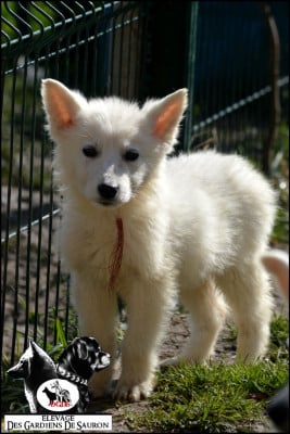 Les chiots de Berger Blanc Suisse
