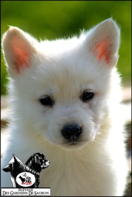 Les chiots de Berger Blanc Suisse